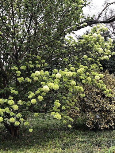 Stock Photo Dallas Arboretum 3.jpg