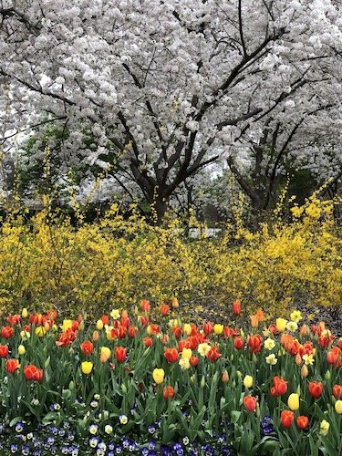 Stock Photo Dallas Arboretum 5.jpg