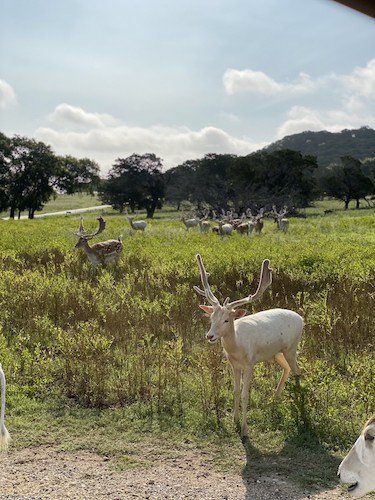 Stock Photo fossil rim.jpg