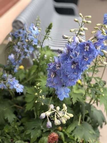 Stock Photo purple blooms.jpg