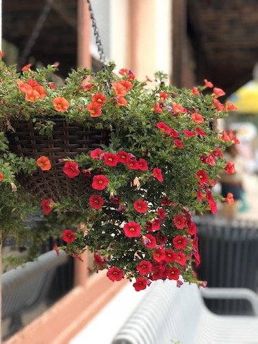 Stock Photo Red flower hanging basket.jpg