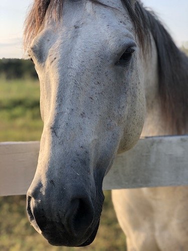 Stock Photo Sweet Horse.jpg