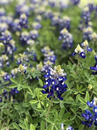 Stock Photo Texas bluebonnets.jpg