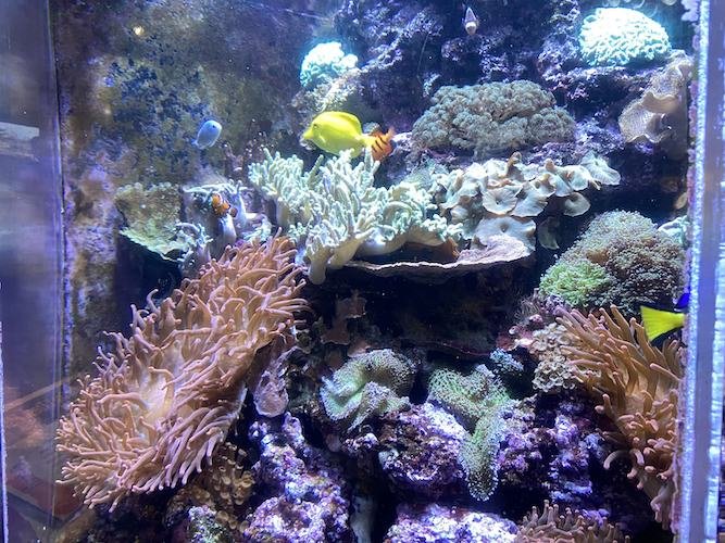 Stock Photo Aquarium San Francisco.jpg