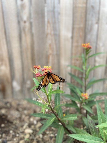 Stock Photo Butterfly.jpg