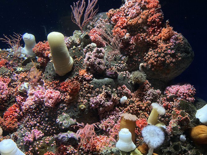 Stock Photo Coral Aquarium.jpg
