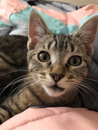 Stock Photo Curious Cat.jpg