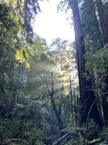 Stock Photo Muir Woods California 4.jpg