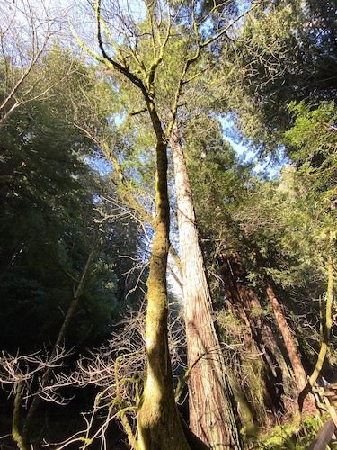 Stock Photo Muir Woods California.jpg