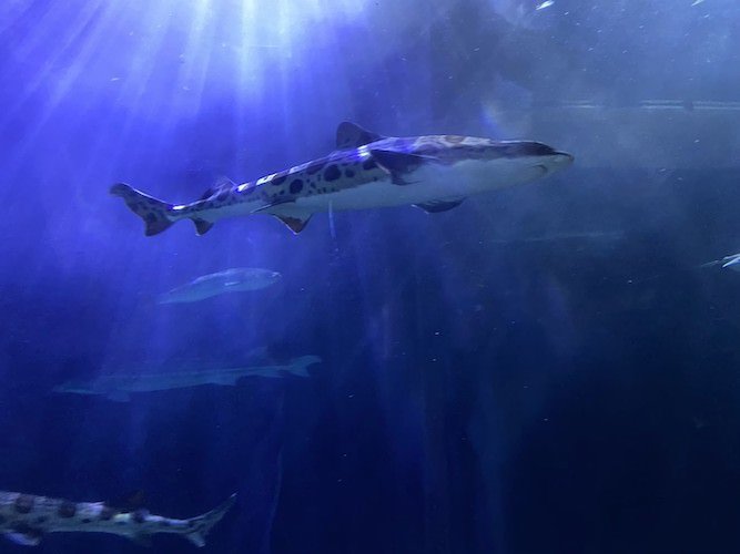 Stock Photo Shark Aquarium San Francisco.jpg