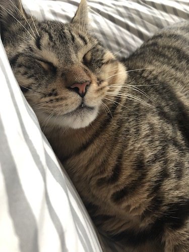 Stock Photo Sleepy Kitty.jpg