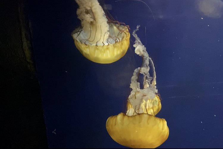 Stock Photo Jellyfish.jpg