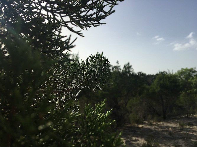 Stock Photo Trees Boerne Texas.jpg
