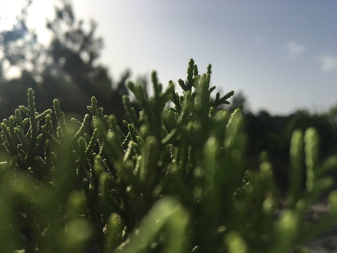 Stock Photo Trees Closeup Boerne Texas.jpg