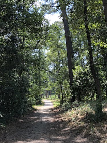Stock Photo Woods 2.jpeg