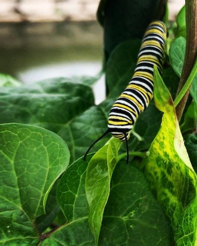 Stock Photo Catepillar.jpg