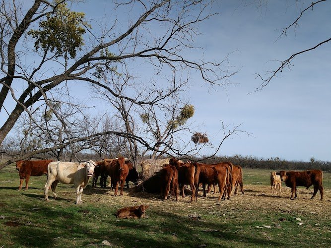 Stock Photo Cows 2.jpg