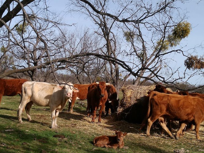 Stock Photo Cows.jpg