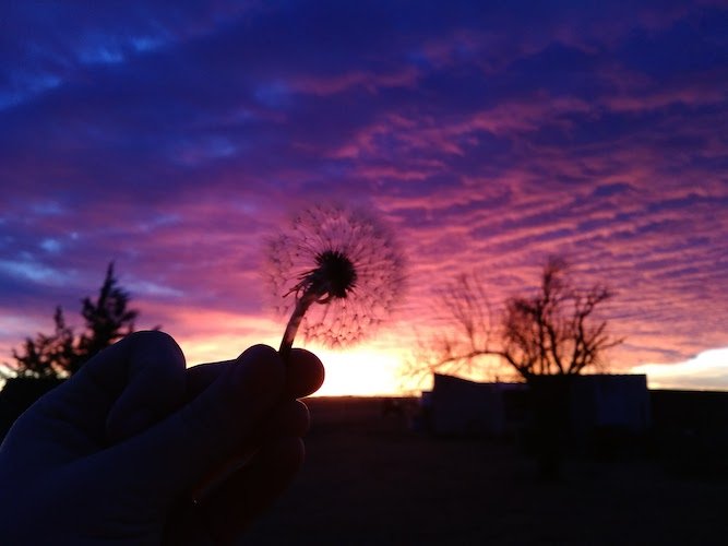 Stock Photo Dandelion Sunset.jpg