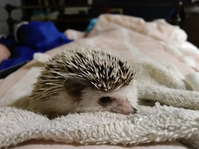 Stock Photo Hedgehog 2.jpg
