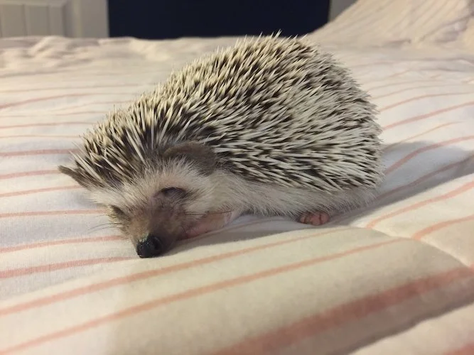 Stock Photo Hedgehog 3.jpg