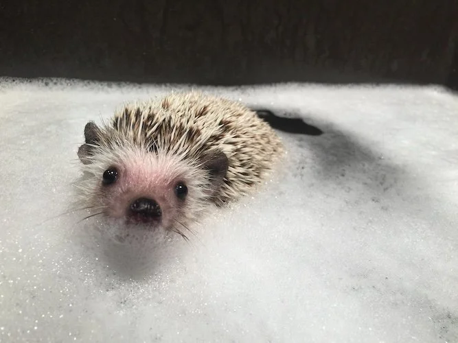 Stock Photo Hedgehog.jpg