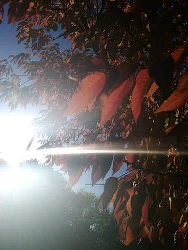 Stock Photo Leaves Tree.jpg
