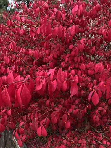 Stock Photo Fall Red Bushes.jpg