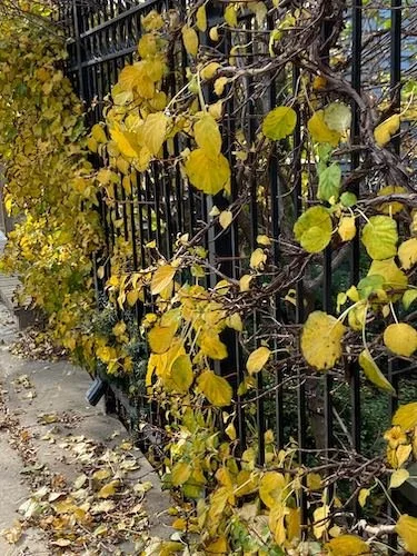 Stock Photo Fall Fence.jpg
