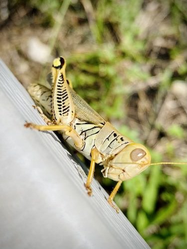 Stock Photo Grasshopper.jpg