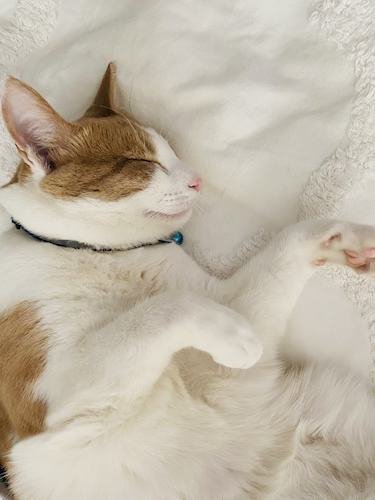 Stock Photo Cat Bed.jpg