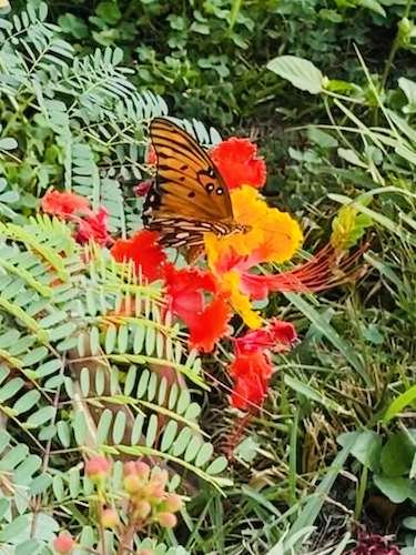 Stock Photo Monarch Butterfly.jpg