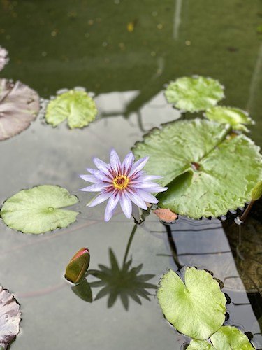 Stock Photo Water Lilly.jpg