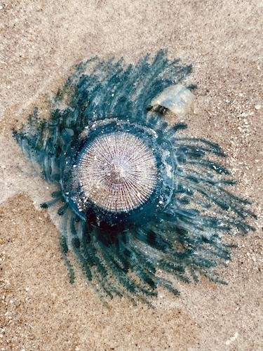 Stock Photo Jellyfish.jpg
