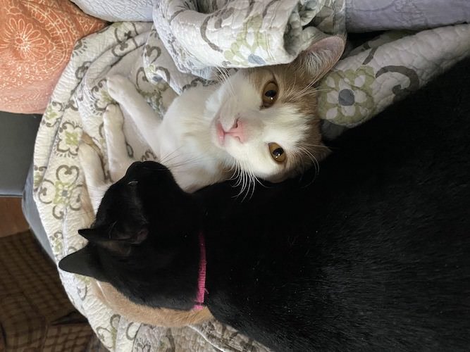 Stock Photo Two Cats.jpg