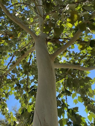 Stock Photo Green Tree.jpg