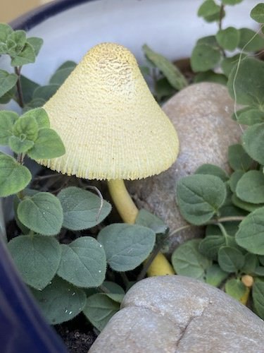 Stock Photo Mushroom Planter.jpg