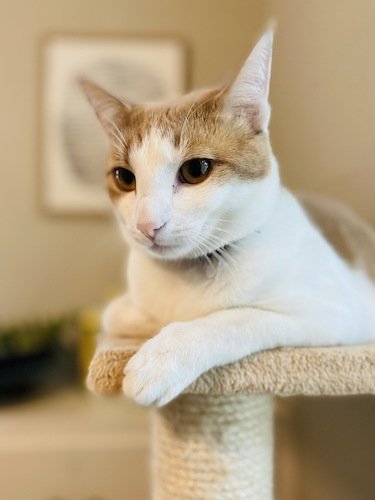 Stock Photo Cat Platform.jpg