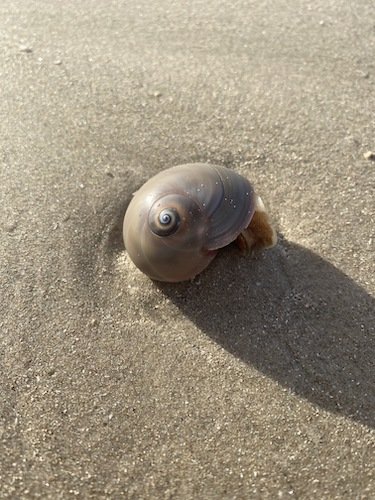 Stock Photo Beach Snail.jpg
