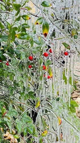 Stock Photo Frozen Plant.jpg