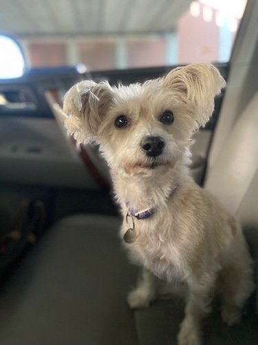 Stock Photo Small Dog Car.jpg