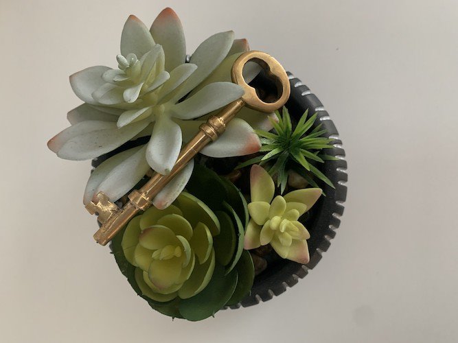 Stock Photo Succulent Key.jpg