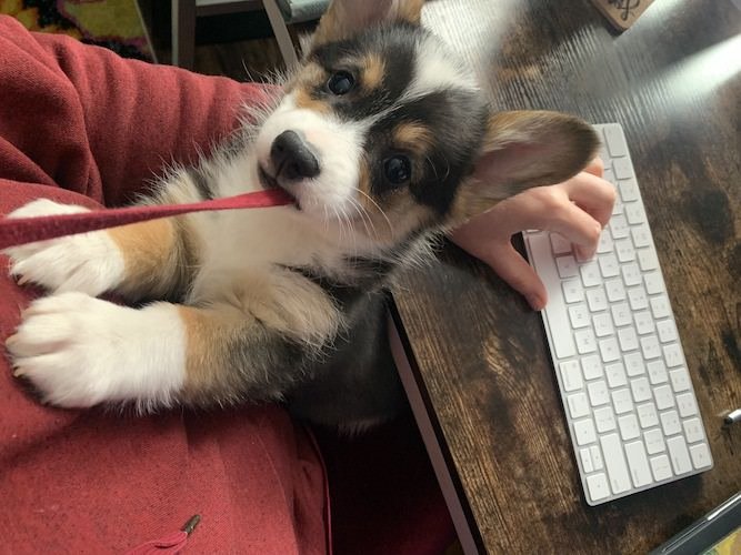 Stock Photo Dog Laptop.jpg