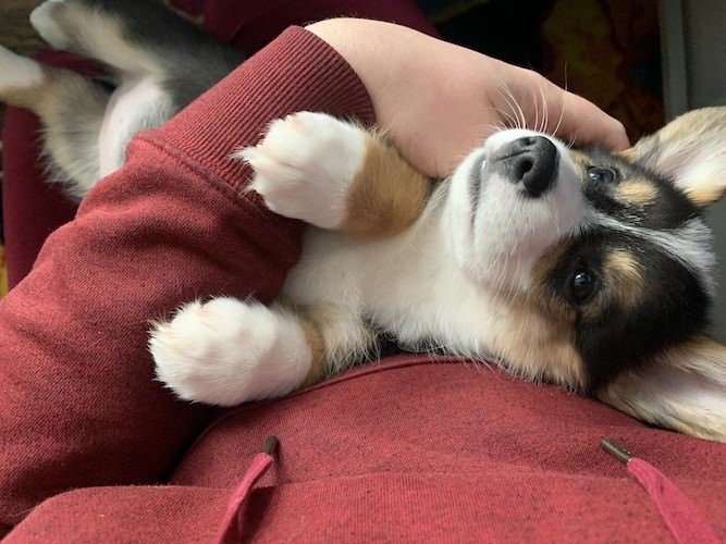 Stock Photo Dog Lap 1.jpg