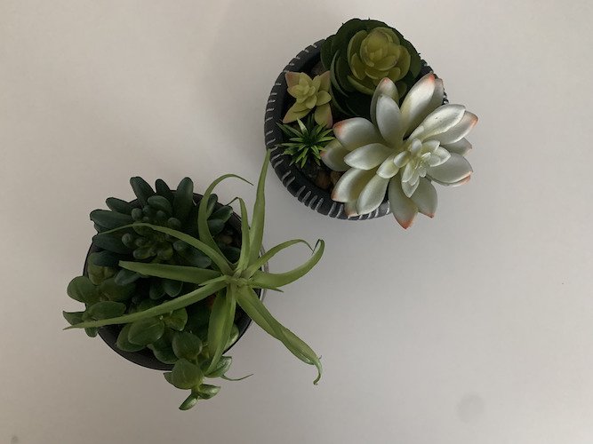 Stock Photo Succulents.jpg