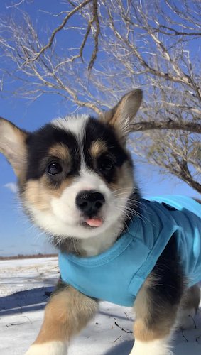 Stock Photo Dog Snow.jpg