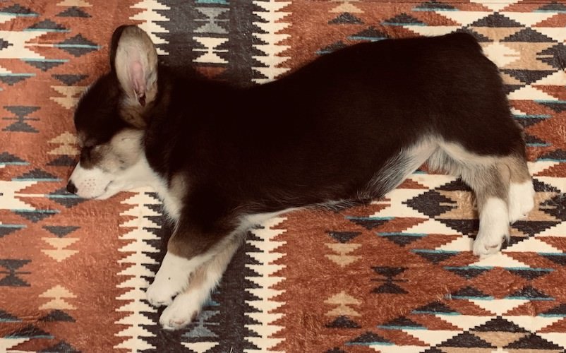 Stock Photo Dog Nap.jpg
