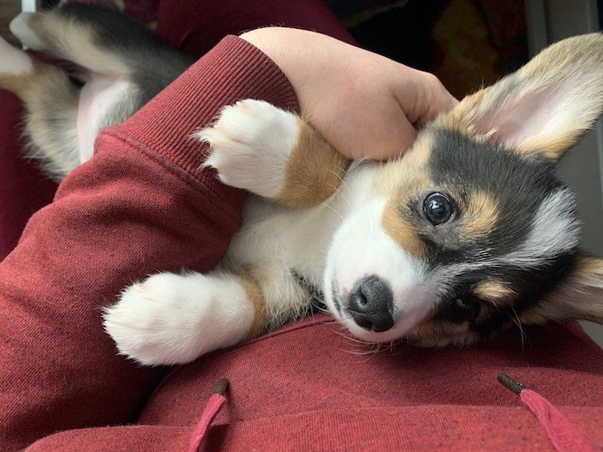Stock Photo Dog Lap 2.jpg