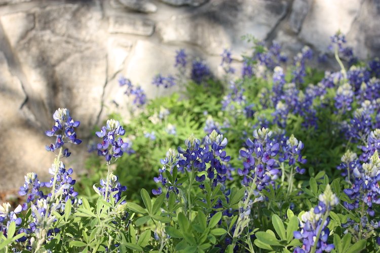 Stock Photo Texas Bluebonnets.jpg