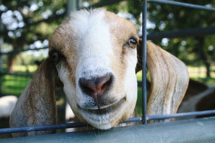 Stock Photo Zoo Goat.jpg